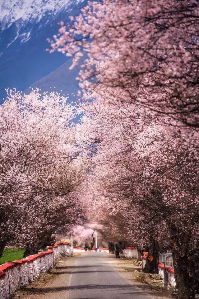 2018下半年如果你来，我会为你献上哈达，说上一句：扎西德勒