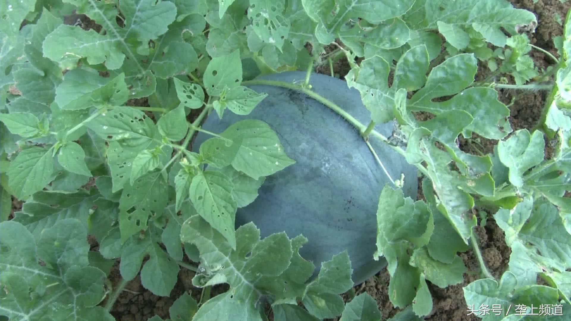 一亩西瓜卖100万,西瓜一亩地能产多少斤能挣多少钱