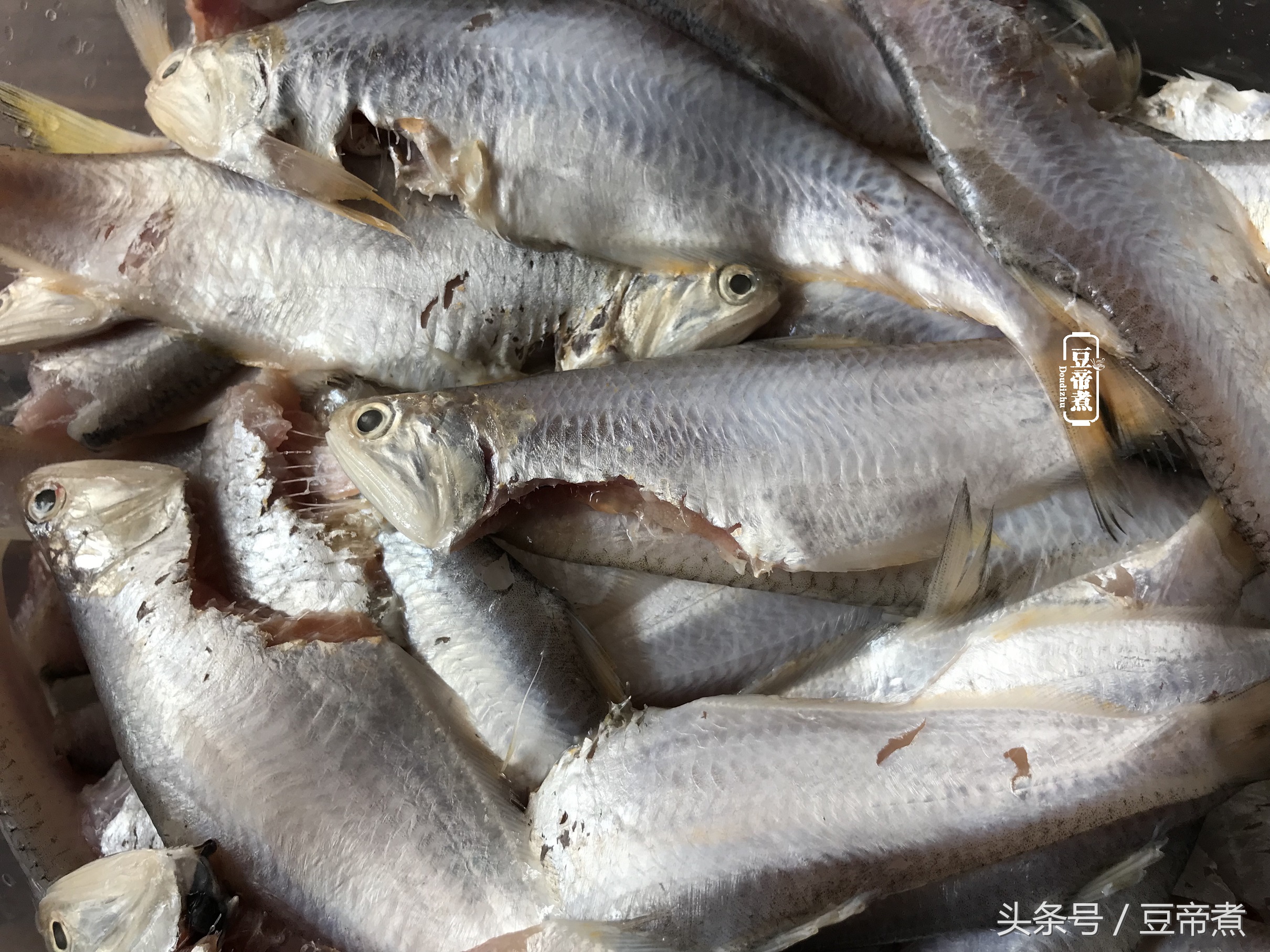 刀鱼的正宗做法大全,最好的刀鱼做法