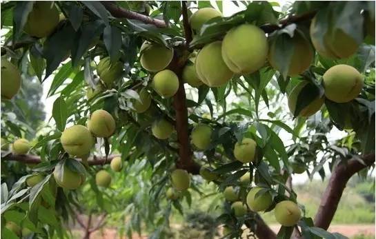 万能药芸苔素内酯,芸苔素内酯可以连续用吗