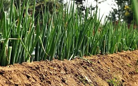 万能药芸苔素内酯,芸苔素内酯可以连续用吗