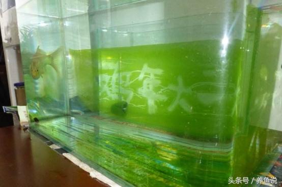 观赏鱼缸里长青苔了怎么办？别急着除掉，它有这3点好处