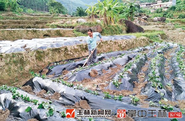 广西贺州红薯干能卖多少钱,北流红薯干批发价格
