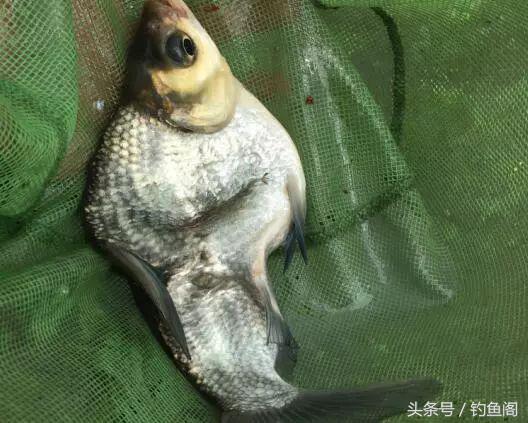 被电过的地方怎么钓鱼,被电过的野河怎么钓鱼