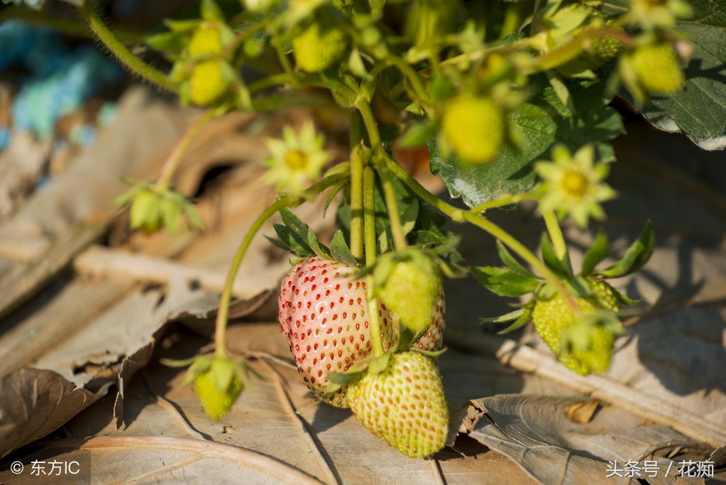 草莓长花全过程,草莓怎么把根养得又粗又壮