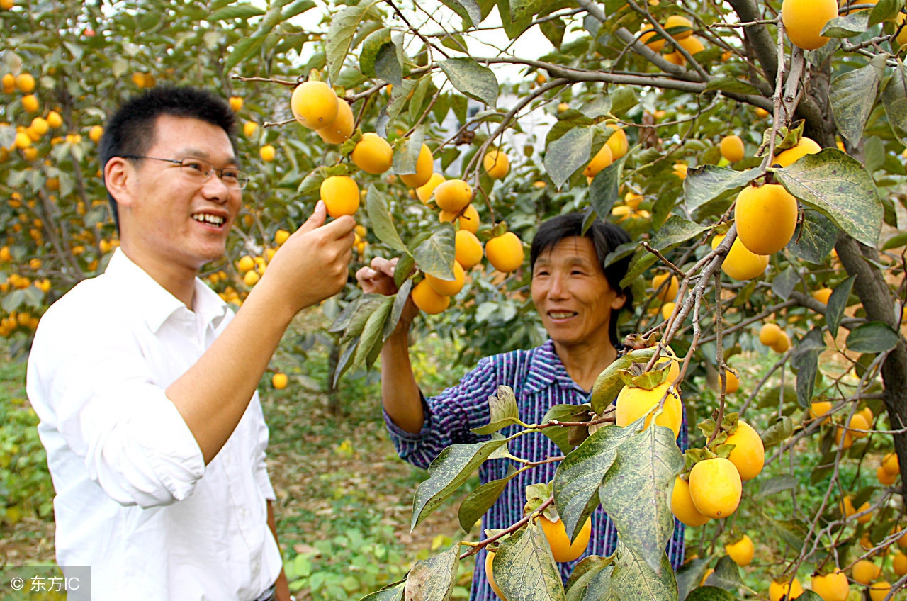 大学生农村创业国家有什么政策,四川大学生创业补贴政策申请流程