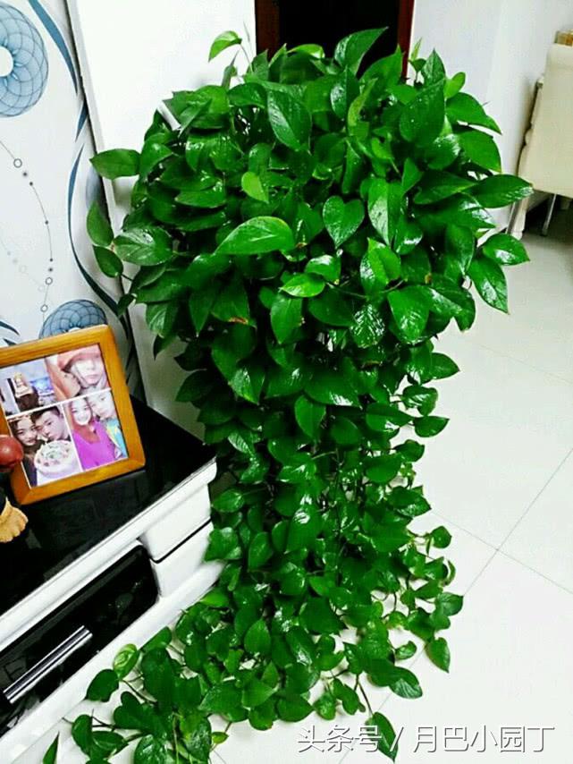 绿萝日常养护和浇水,绿萝的生活习性和养护要点