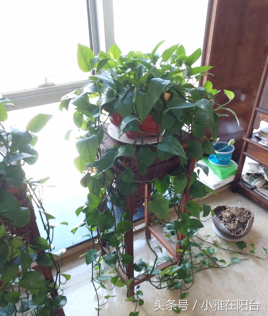 大绿萝怎么养能迅速爬藤,养了四个月的绿萝怎么不长吊藤