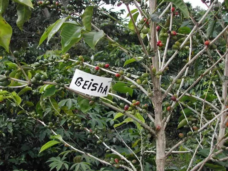 咖啡品种风味区别,咖啡品种及口味大全