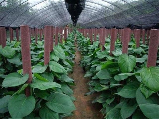 大叶绿萝的栽培方法和技术,大叶绿萝怎么种植方法和注意事项