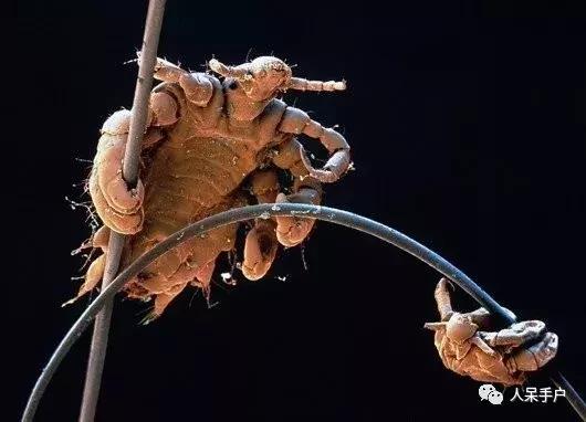 这个昆虫告诉我们人类何时开始穿上衣服？