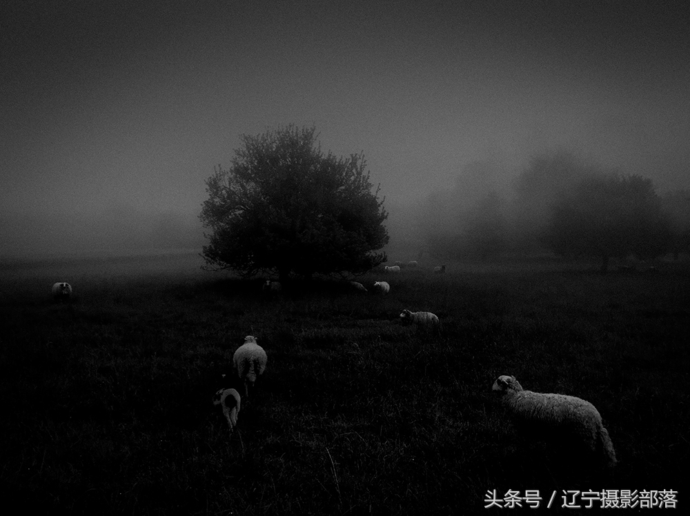 2020年ipa摄影奖获奖作品,ippa摄影大赛获奖作品2010