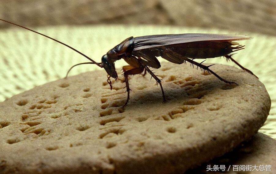蟑螂怎么消灭最彻底不用药,蟑螂怎么正确消灭最彻底小妙方