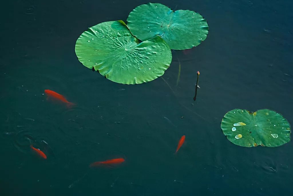 陈忠实好文分享,陈忠实推荐语