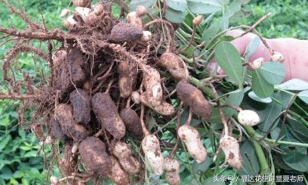 花生果腐病用什么药治疗,花生的果腐病的拌种与治疗