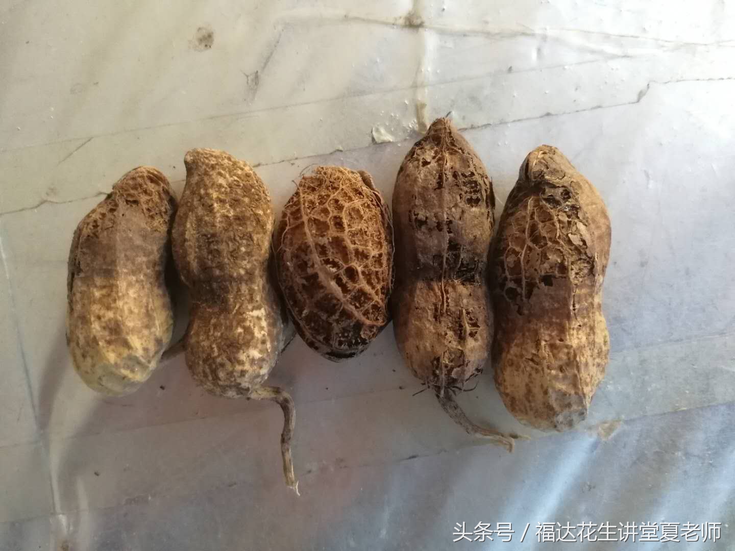 花生果腐病用什么药治疗,花生的果腐病的拌种与治疗