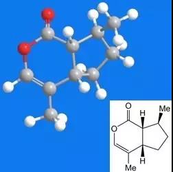 猫薄荷是不是就是荆芥,猫薄荷是毒药吗