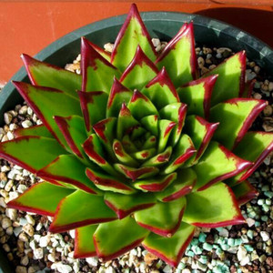 多肉植物的种类和养护技巧,常见多肉植物养护心得