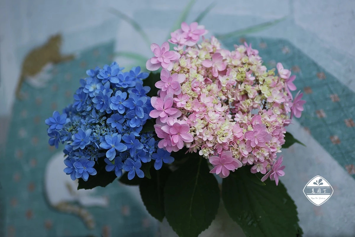 绣球花佳橙怎么样,绣球佳澄特性