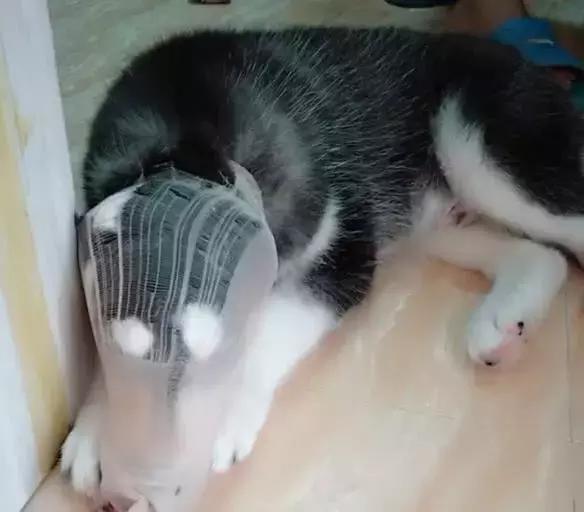 小二哈被女主人骂后白眼睛,小二哈和主人吵架