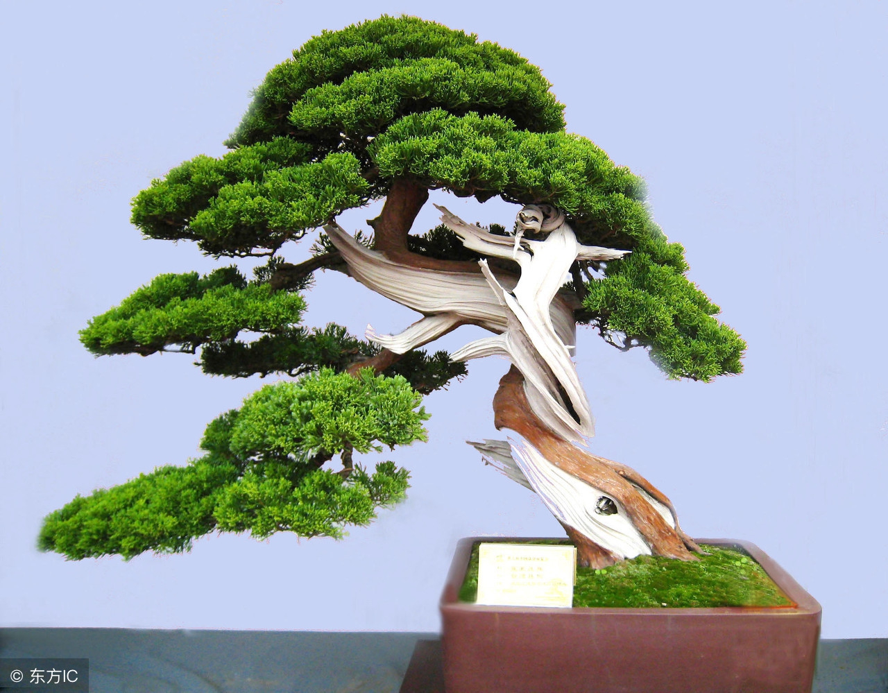 绝美优雅的盆景欣赏（太漂亮了，快分享给朋友吧！）