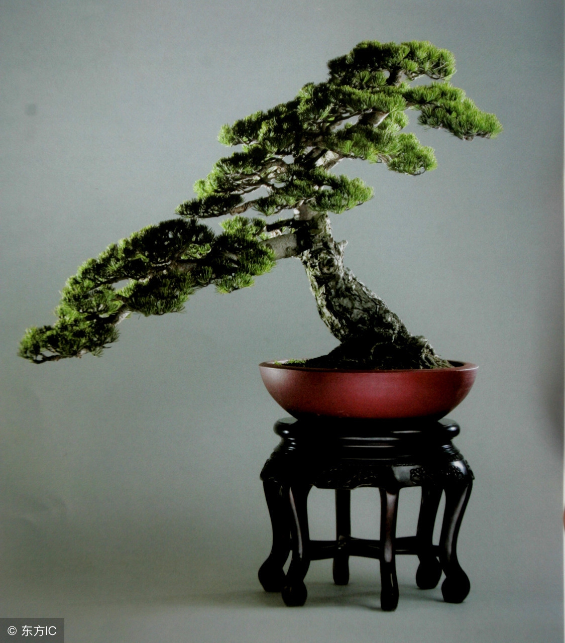 绝美优雅的盆景欣赏（太漂亮了，快分享给朋友吧！）