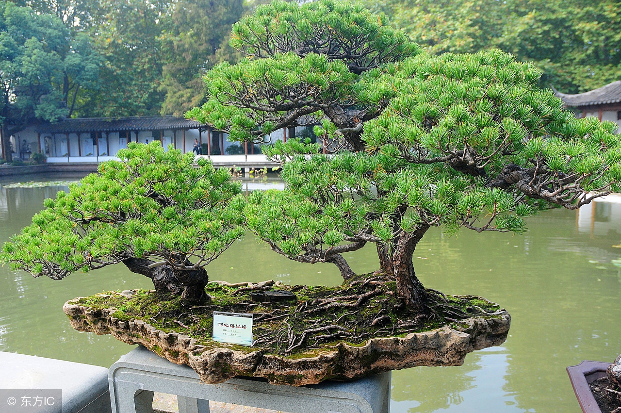 绝美优雅的盆景欣赏（太漂亮了，快分享给朋友吧！）