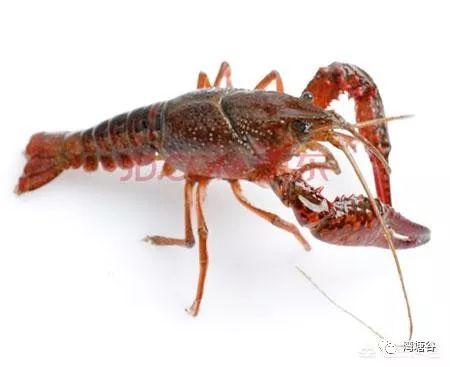 小龙虾进塘之前用什么药浸泡为好,小龙虾入缸需要消毒吗