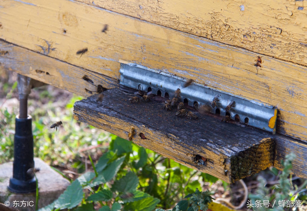 蜂群中蜂蜜过多会出现大量雄蜂吗,蜂箱大量死蜜蜂是什么原因
