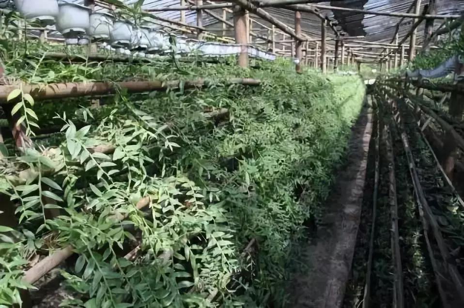 铁皮石斛林下种植视频,关于铁皮石斛种植技术培训