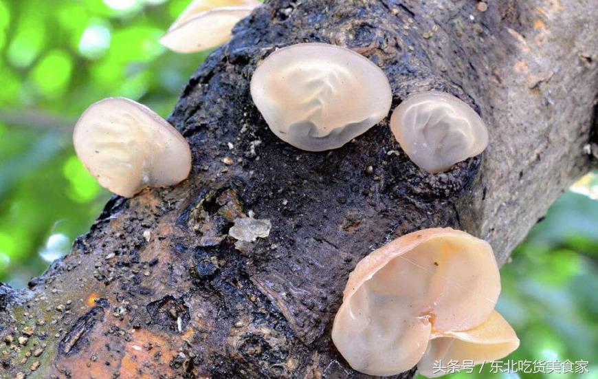 东北哪种野生菌最好,东北都有哪些野生菌