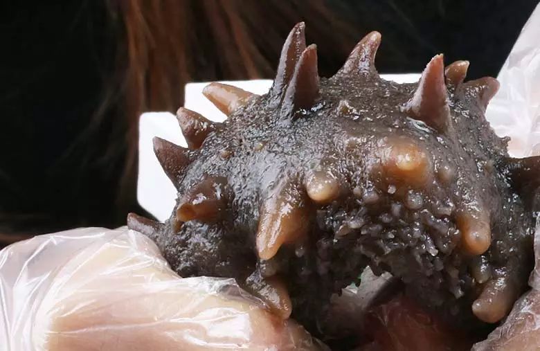 想要有滋补作用的海参要掌握三点,滋补身体用哪种海参比较好