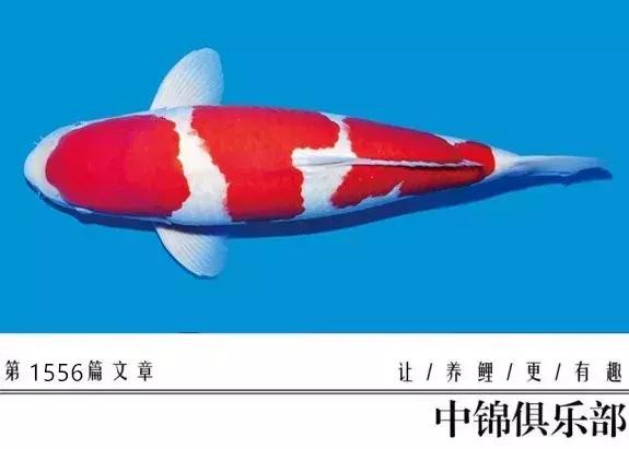 想要养条大鱼,想要养好鱼