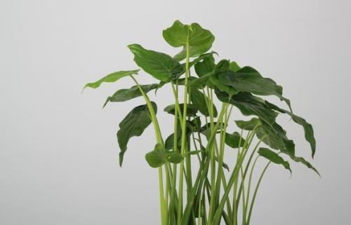 滴水观音根部腐烂有小白虫怎么办,滴水观音怎样修剪腐烂根部