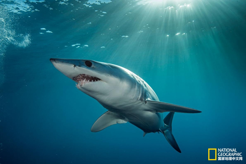 鲨鱼冷知识六种罕见鲨鱼,鲨鱼冷知识大全集