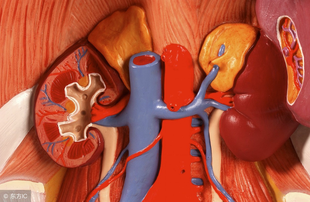 肌酐高怎么办如何控制肌酐,肌酐高了怎么能降下来肌酐