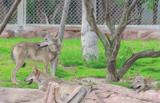 福清野生动物园游览车,福清野生动物园攻略