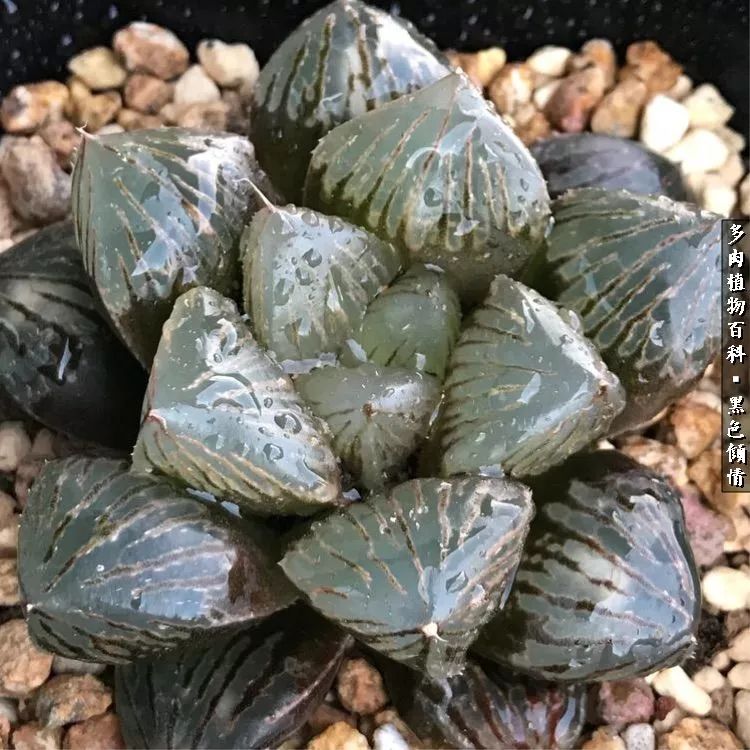 多肉的医用功效,多肉治愈句子