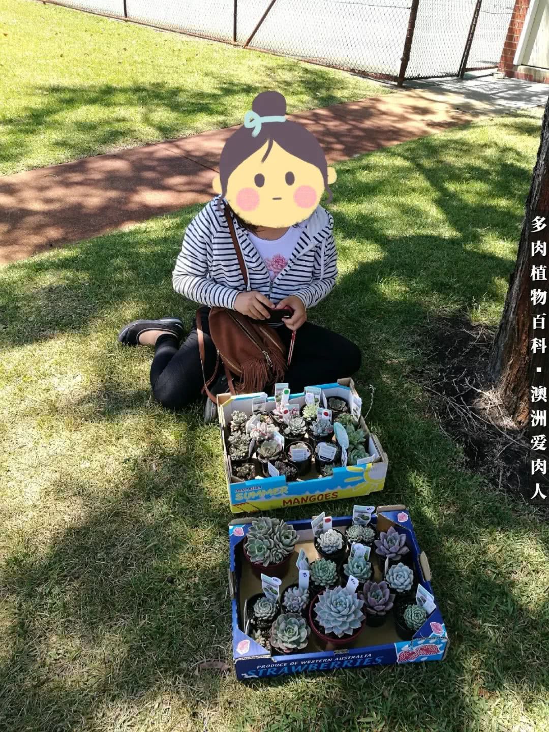 最耐晒的八款多肉,暖阳下的多肉美的不得了