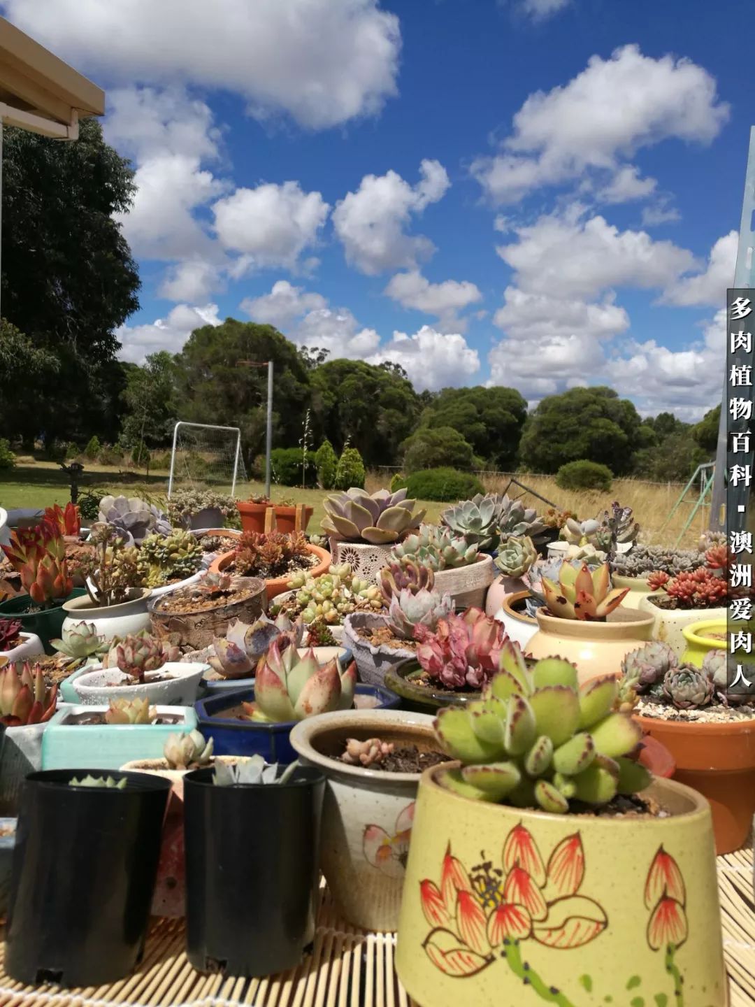 最耐晒的八款多肉,暖阳下的多肉美的不得了