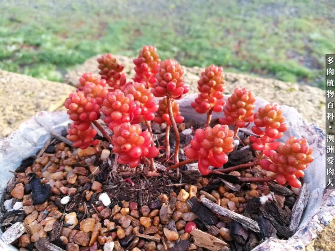 最耐晒的八款多肉,暖阳下的多肉美的不得了