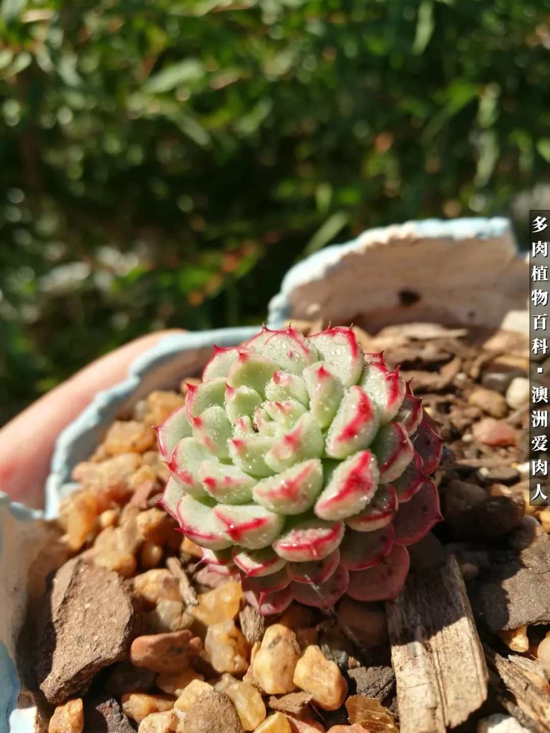 最耐晒的八款多肉,暖阳下的多肉美的不得了