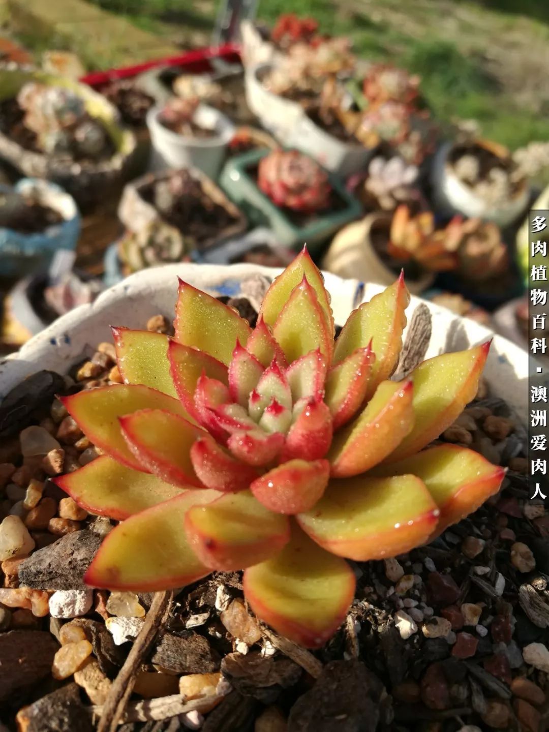 最耐晒的八款多肉,暖阳下的多肉美的不得了