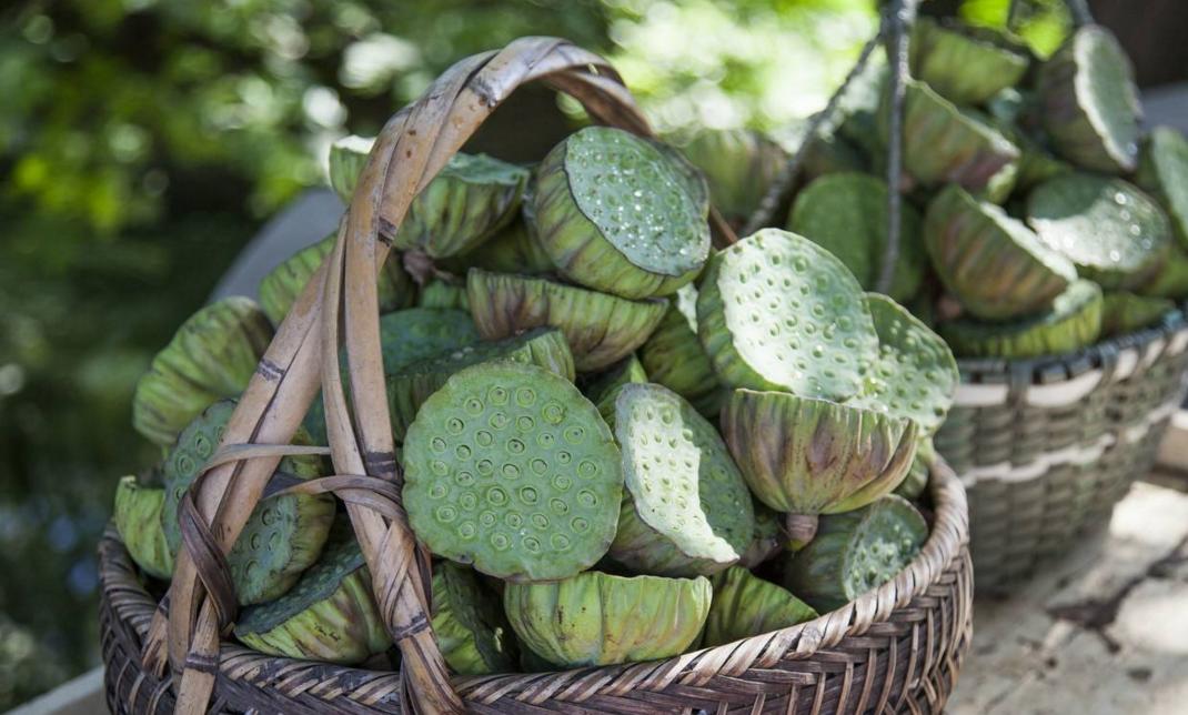 莲子采摘视频教程,莲子种植的正确方法
