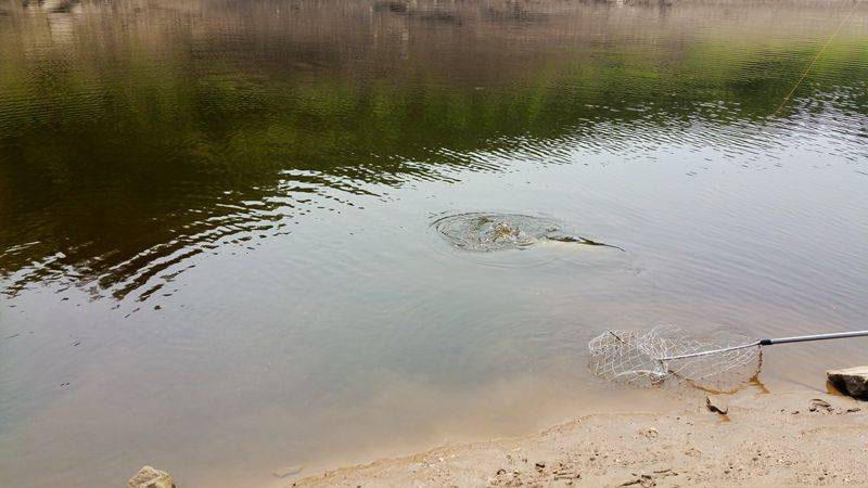 槌￠奔鍜岃崏楸煎摢涓姏姘斿ぇ,鑽夐奔璺熼场楸煎摢涓姏姘斿ぇ