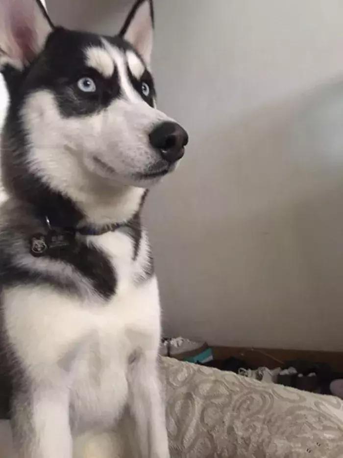 铲屎官带17只哈士奇回家过年,哈士奇离家出走被警察抓