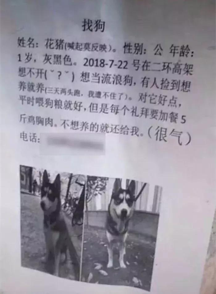 铲屎官带17只哈士奇回家过年,哈士奇离家出走被警察抓