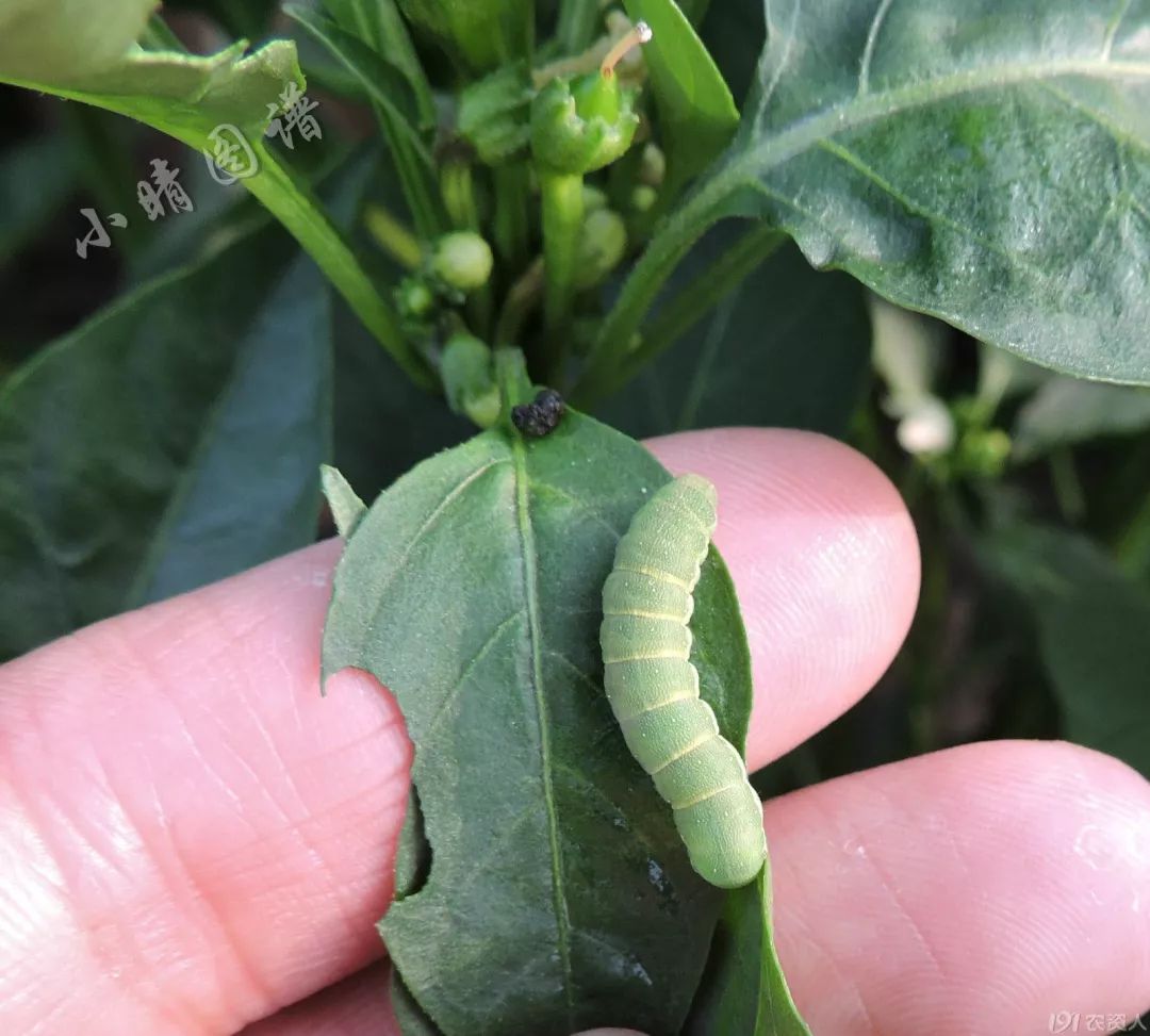 北方可食用的大绿虫子,可食用大绿虫子