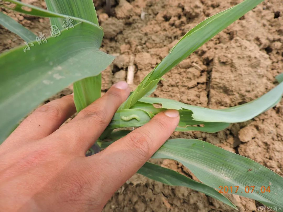 北方可食用的大绿虫子,可食用大绿虫子