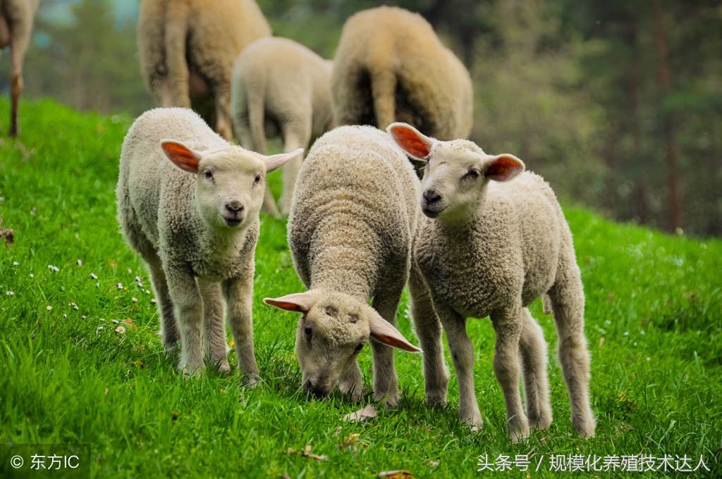 夏天养羊用什么药让羊少生病,养羊草料配什么药羊不生病